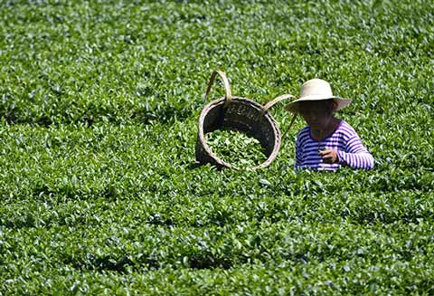 湖北恩施:百万亩茶园茶农抢采秋茶